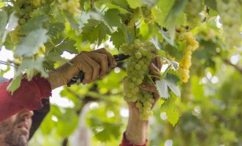 Cooperativa Vinícola Garibaldi inicia recebimento da safra da uva 2022