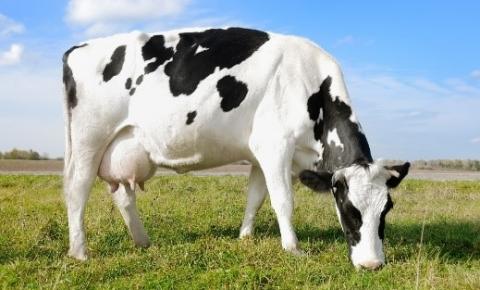 Sem tratamento adequado, mastite pode reduzir produção leiteira em 40%. Problema é intenso no verão