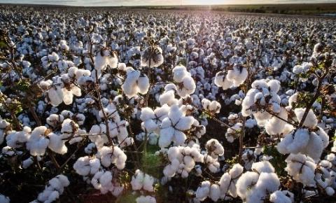 Desafios de saúde vegetal podem comprometer até 90% da produção de algodão, com forte impacto na indústria têxtil